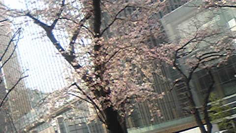 ミッドタウン桜開花